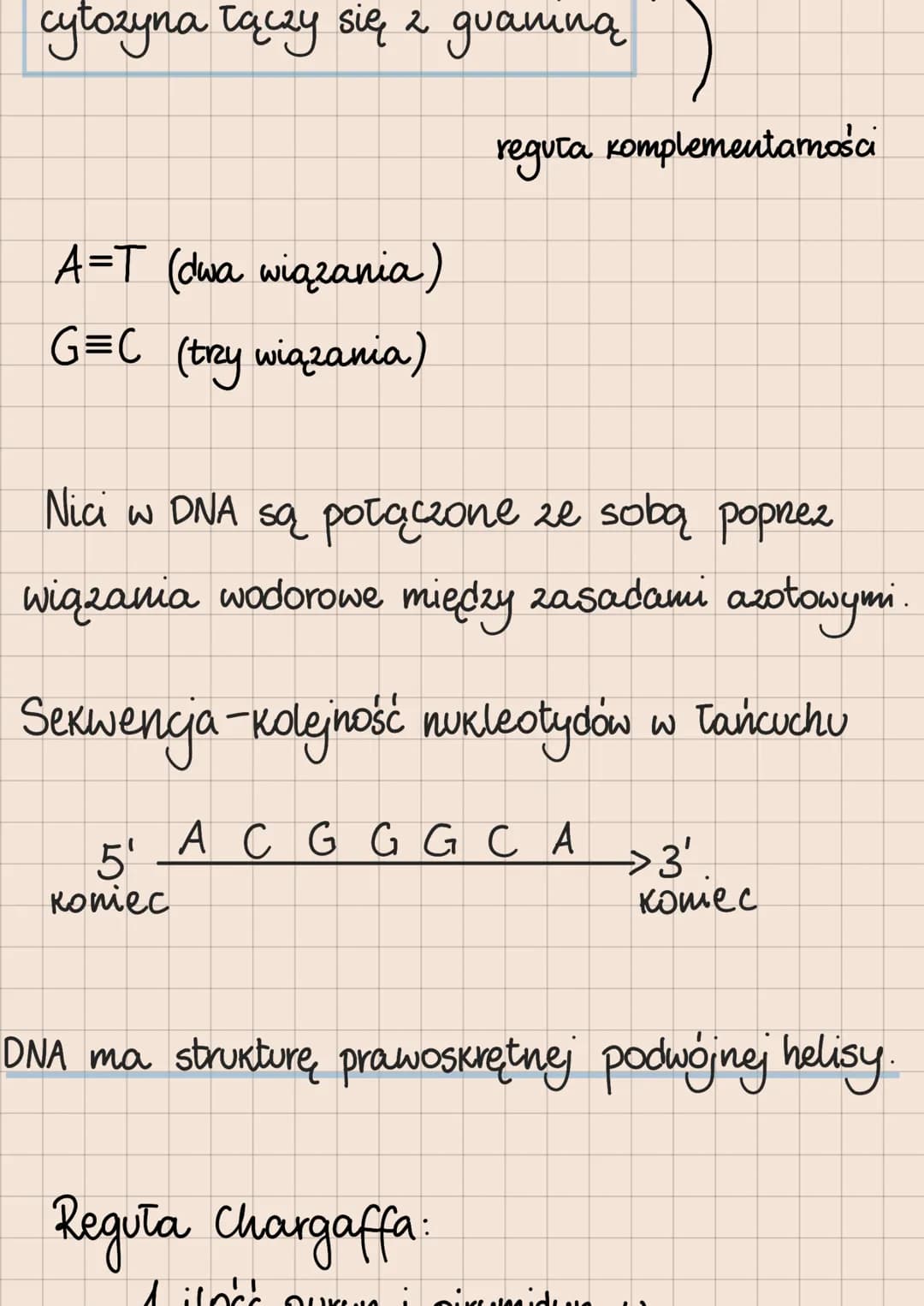 Budowa i rola kwasów nukleinowych
DNA i RNA
lokalizacja kwasów nukleinowych
w komórkach
eukariotycznych
1. DNA:
* jądro komórkowe
*