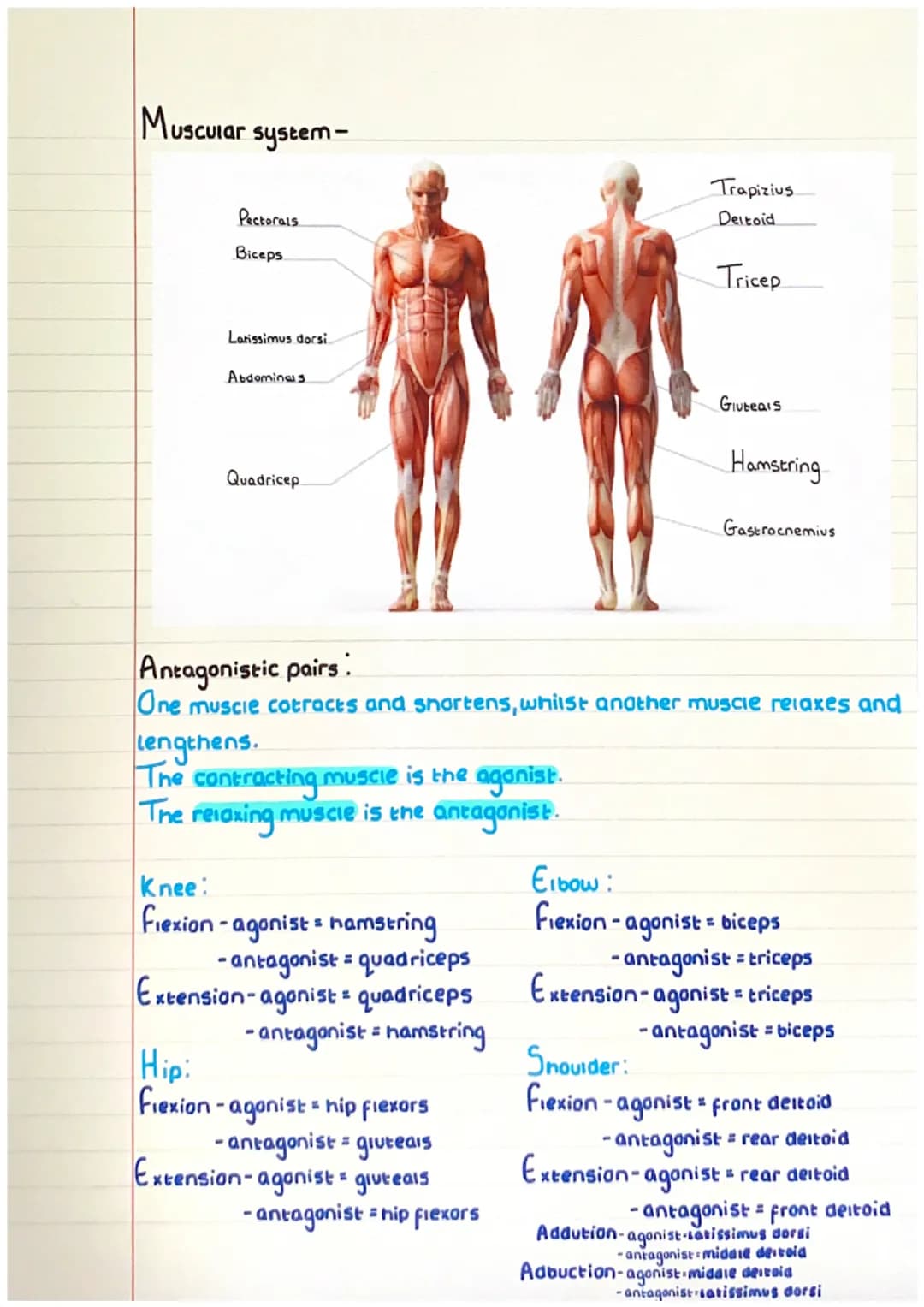 Muscular system-
Pectorals
Biceps
Latissimus dorsi
Abdominais
Quadricep
Trapizius
Deltoid
Tricep
Gluteals
Hamstring
Gastrocnemius
Antago