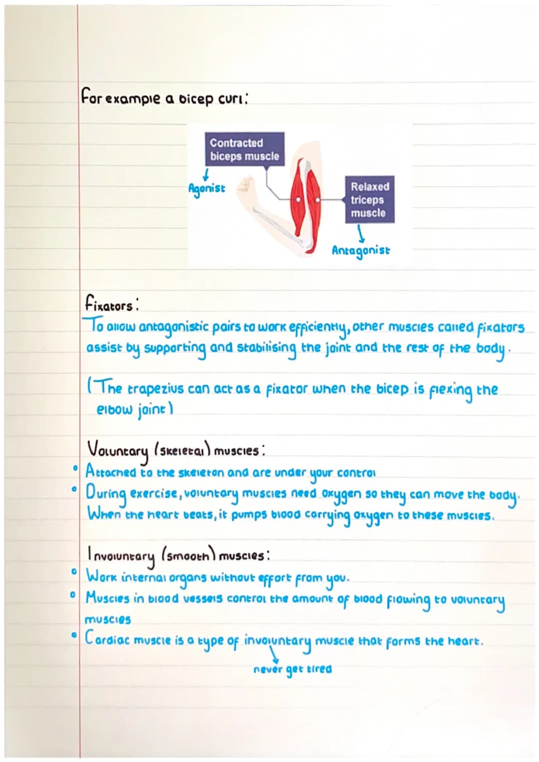 Muscular system-
Pectorals
Biceps
Latissimus dorsi
Abdominais
Quadricep
Trapizius
Deltoid
Tricep
Gluteals
Hamstring
Gastrocnemius
Antago