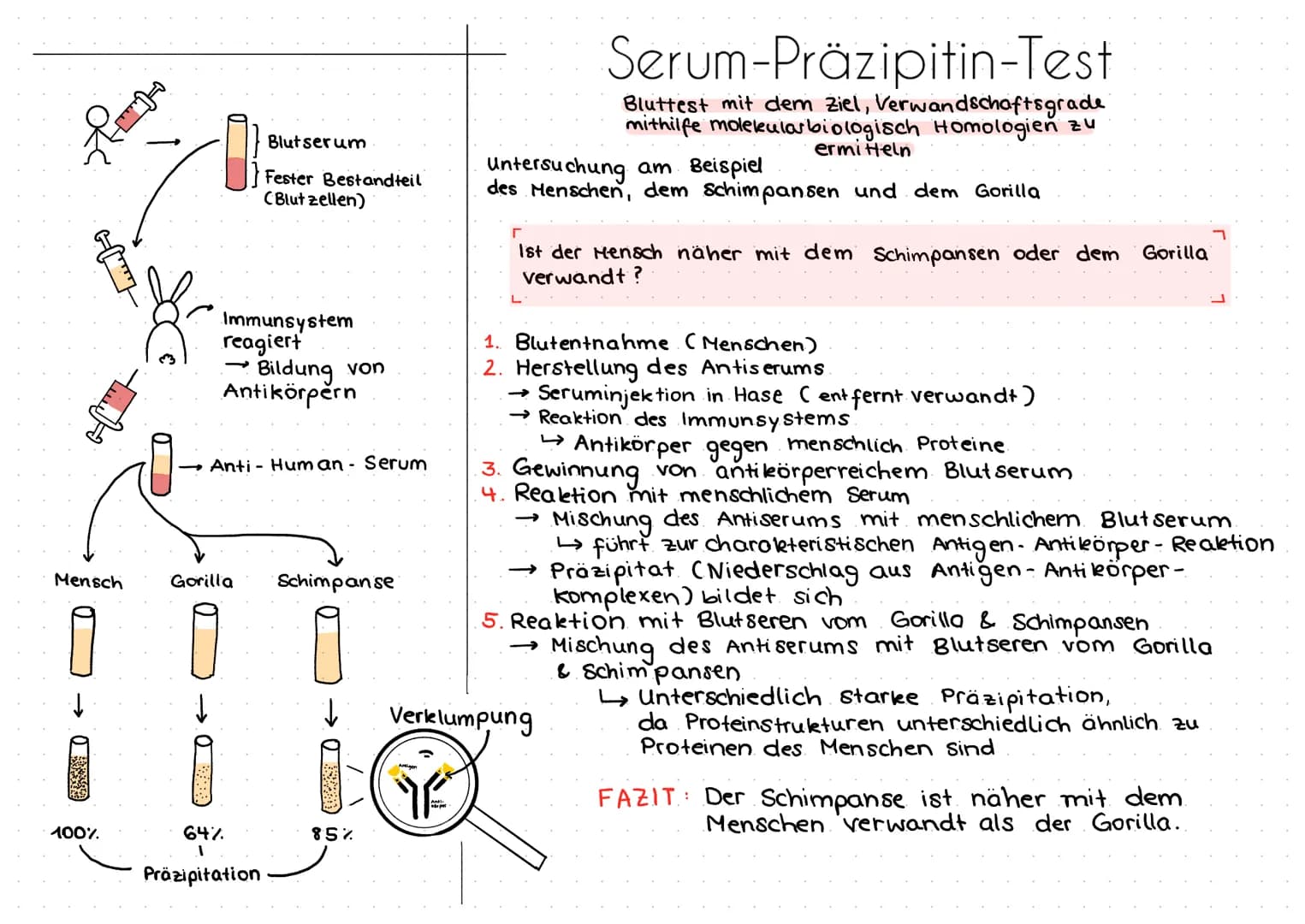 Blutserum
Fester Bestandteil
(Blutzellen)
Immunsystem
reagiert
Bildung von
Antikörpern
Anti - Human - Serum
Mensch
Gorilla
Schimpanse
Se