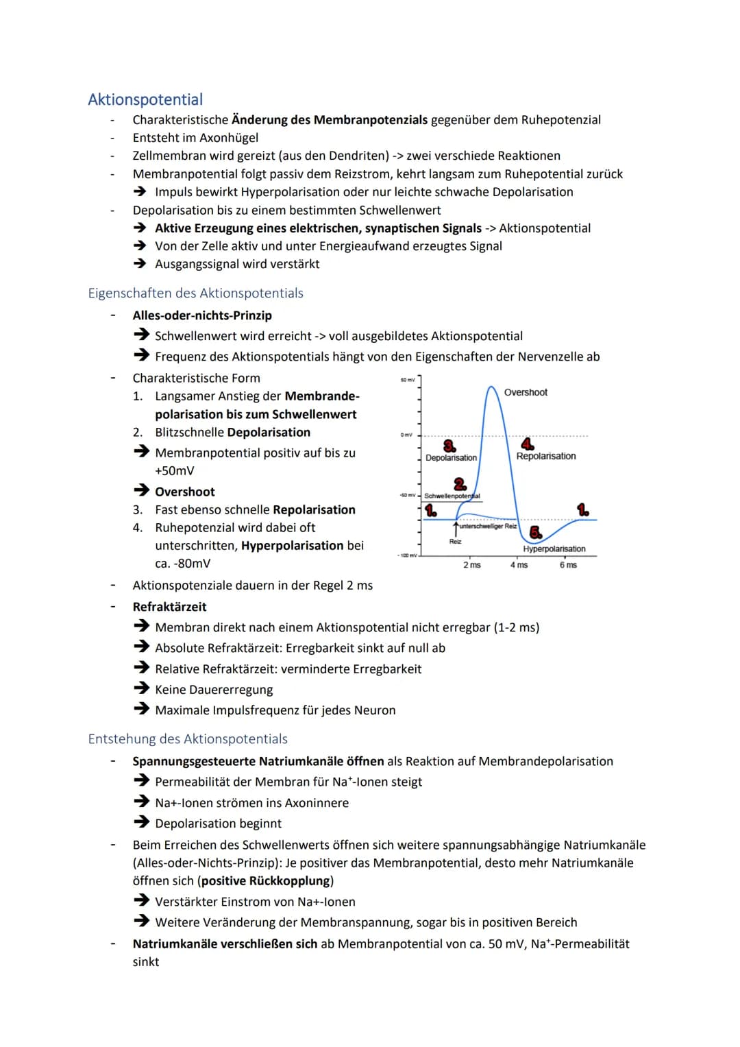 # Neuronale Informationsverarbeitung
Neuron als Grundelement der Nervenzellen
- Kleinster & wichtigster Baustein des Nervensystems
- Diene