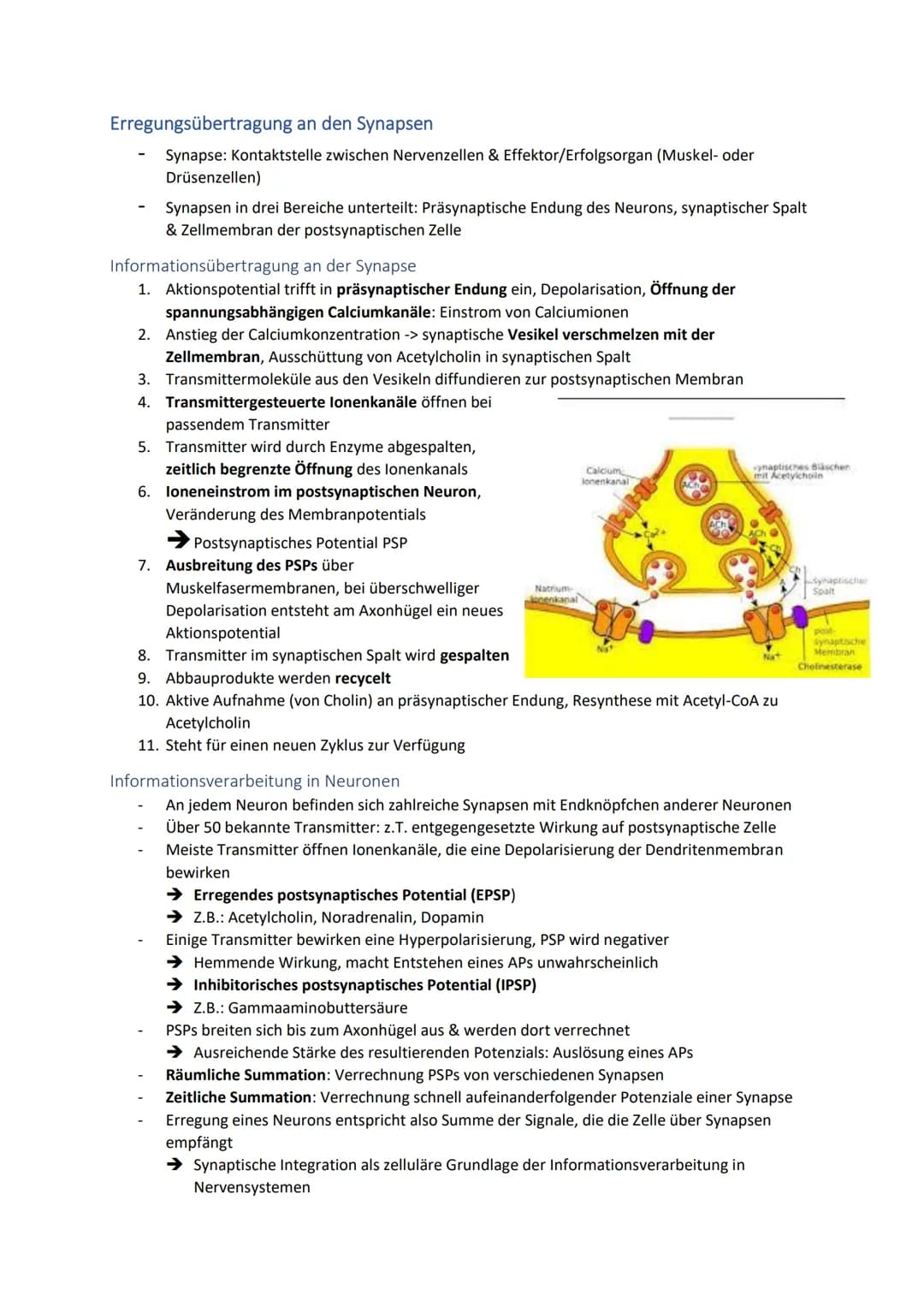 # Neuronale Informationsverarbeitung
Neuron als Grundelement der Nervenzellen
- Kleinster & wichtigster Baustein des Nervensystems
- Diene