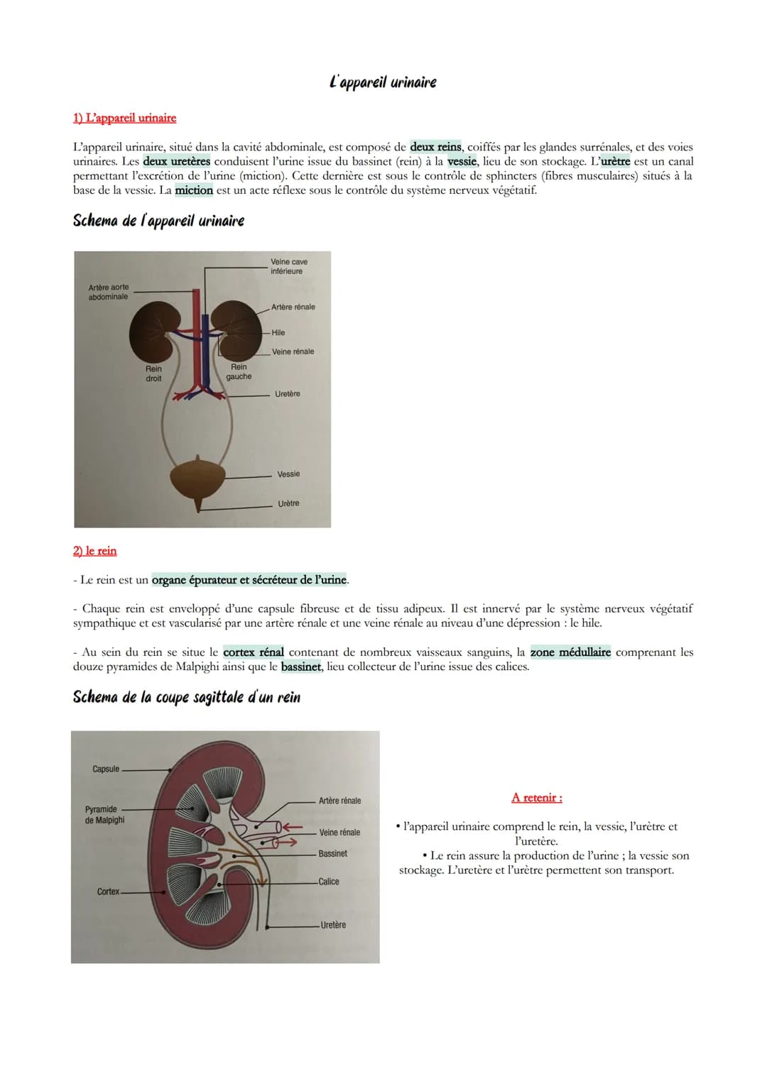 # L'appareil urinaire
1) L'appareil urinaire
L'appareil urinaire, situé dans la cavité abdominale, est composé de deux reins, coiffés par