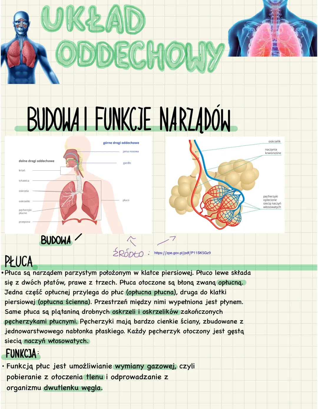 # UKŁAD
ODDECHOWY
BUDOWA I FUNKCJE NARZADÓW
górne drogi oddechowe
jama nosowa
oskrzelik
naczynia
krwionośne
dolne drogi oddechowe
oskr