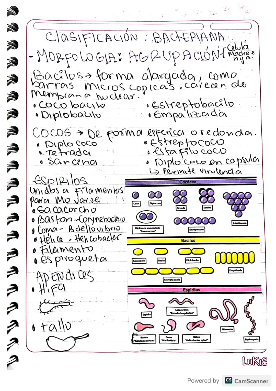 # ClaSIFICACIÓN: BACTERIANA
-MORFOLOGIA: AGRUPACIÓN
Celula
Madre e
nya.
Bacilus forma alargada, como,
barras microscopicas.care
Membran a