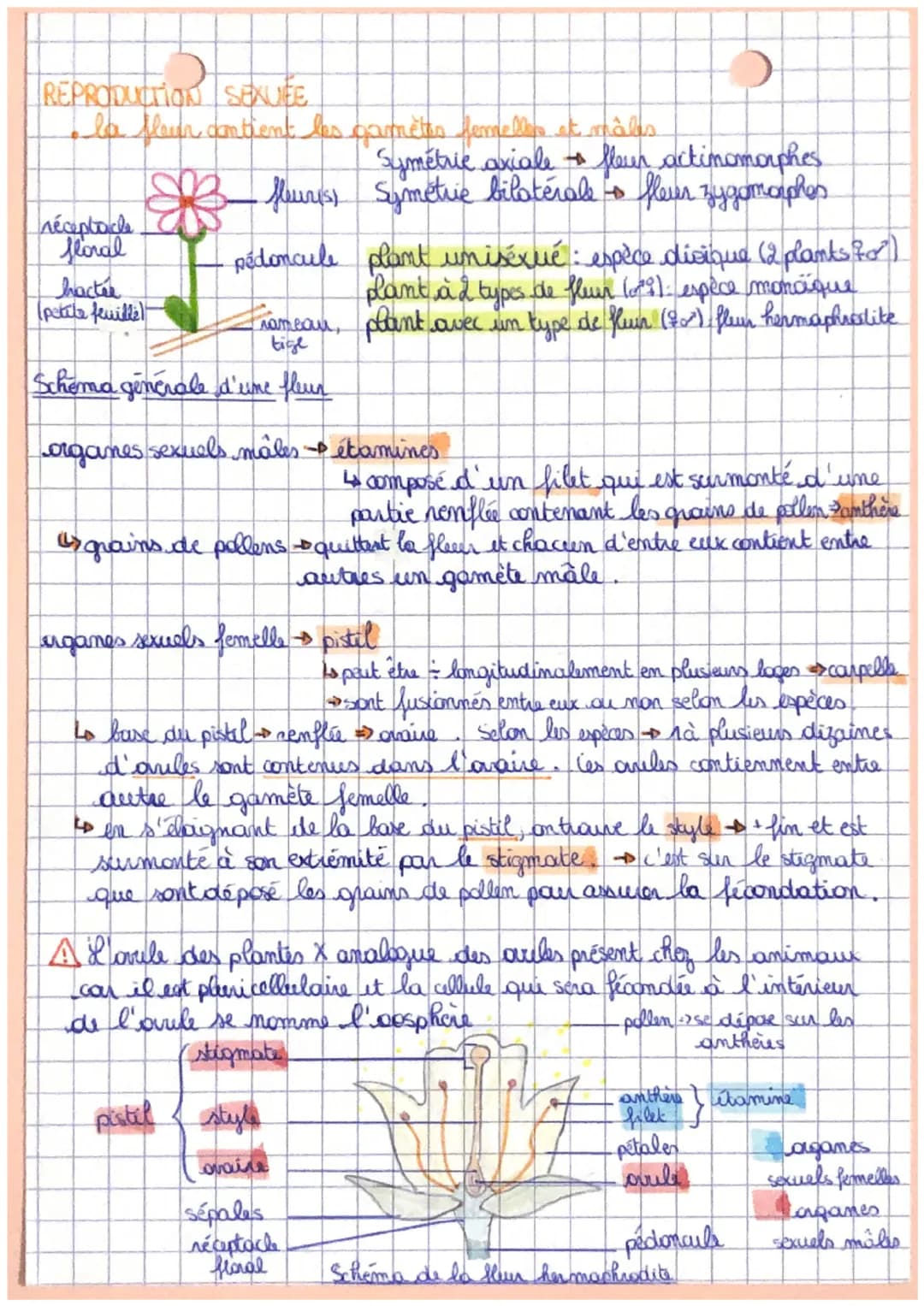 # SVT
ihapitre 1
Reproduction de la plante entre vie
fixée et mobilité!
plantes à fleurs -> fixée au sol par racines
->2 reproductions: