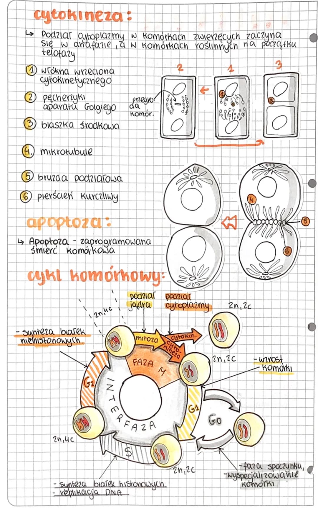 - mitoza εγκε KOMÓRKOWY
Mitoza to podział, którego biologicznym zadaniem
jest powstawanie nowych komórek, wyposażonych
Waokragnie taki sam m