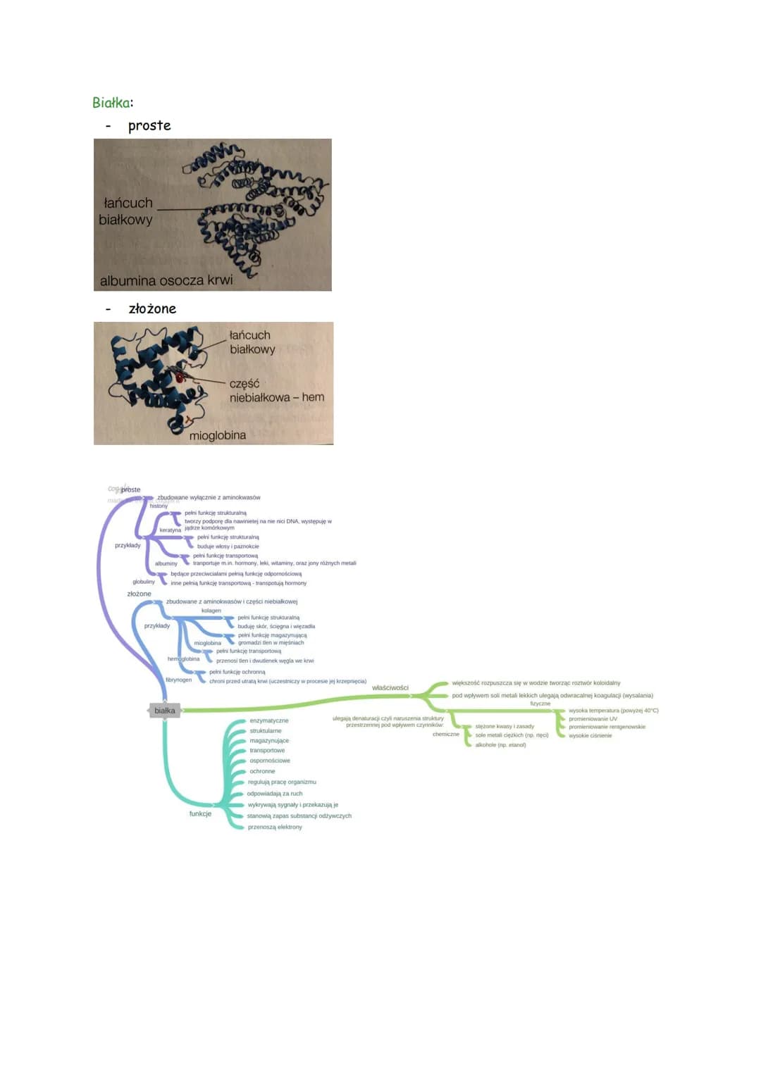 # BUDOWA I FUNKCJE KWASÓW NUKLEINOWYCH
## Rodzaje kwasów nukleinowych:
- DNA - kwas deoksyrybonukleinowy
- RNA kwas rybonukleinowy
DNA I R