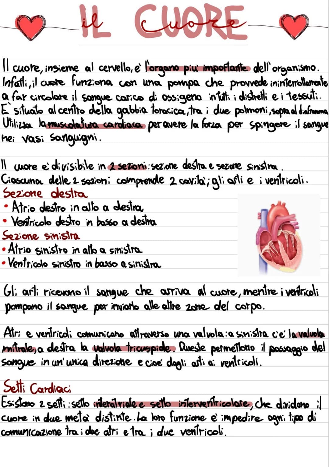 # EMISFERI CEREBRALI
L'emisfero cerebrale destro controlla le funzioni motorie della metà sinistra del corpo, mentre l'emisfero cerebrale si