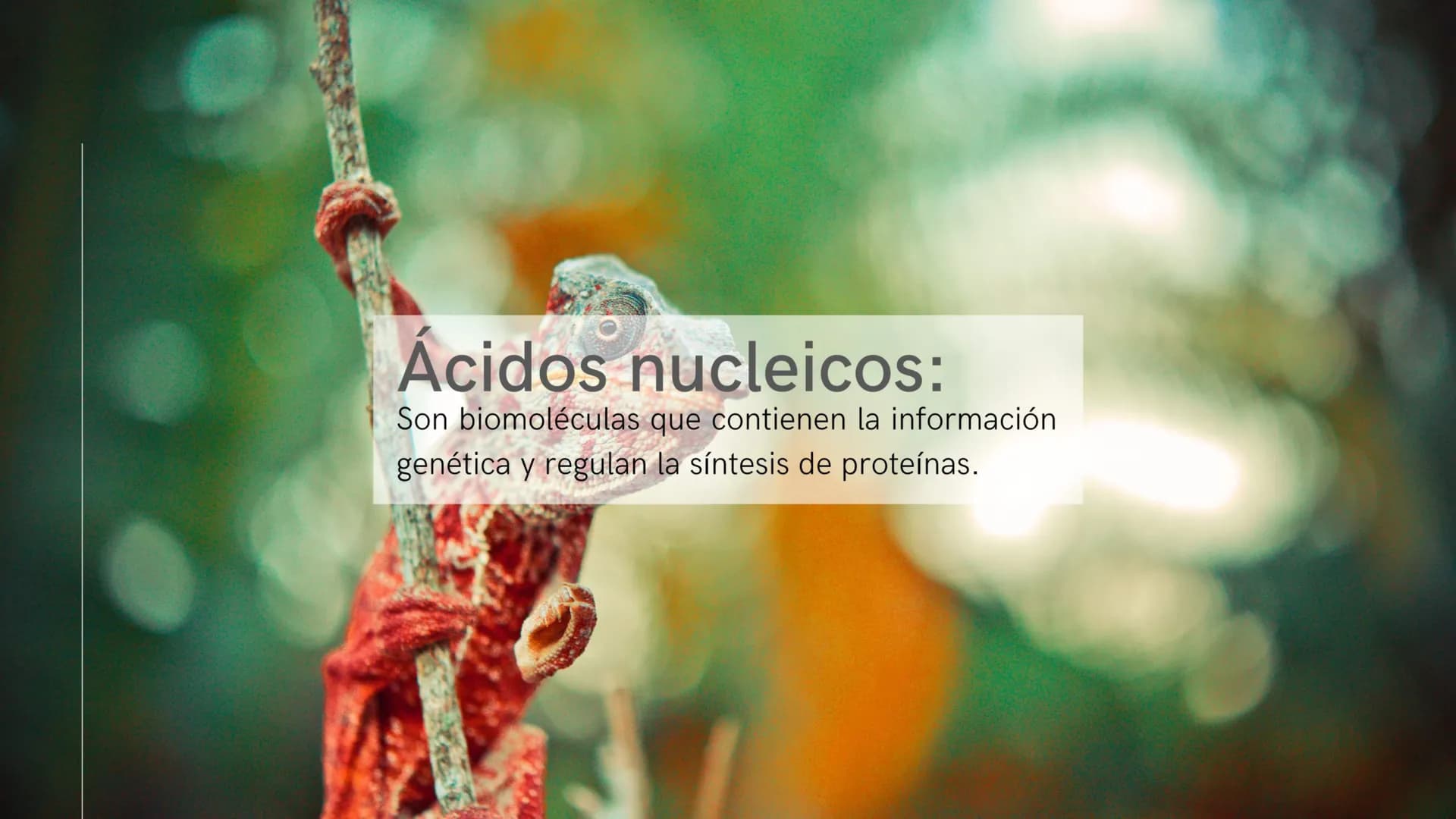 ¿Qué son las biomoléculas?
Son compuestos químicos presentes en los seres
vivos, como proteínas, lípidos, carbohidratos y ácidos
nucleicos,