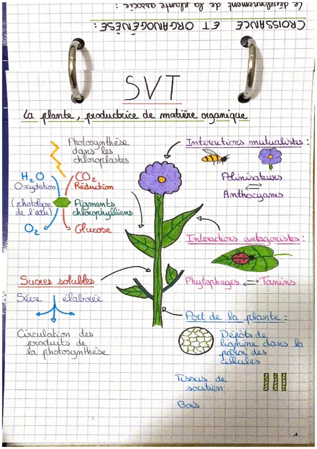 Le dévelonnement de la plante associe :
CROISSANCE ET ORGANOGENÈSE:
0 SVT
La plante, productrice de matière organique
HO
Gphotcluse
de