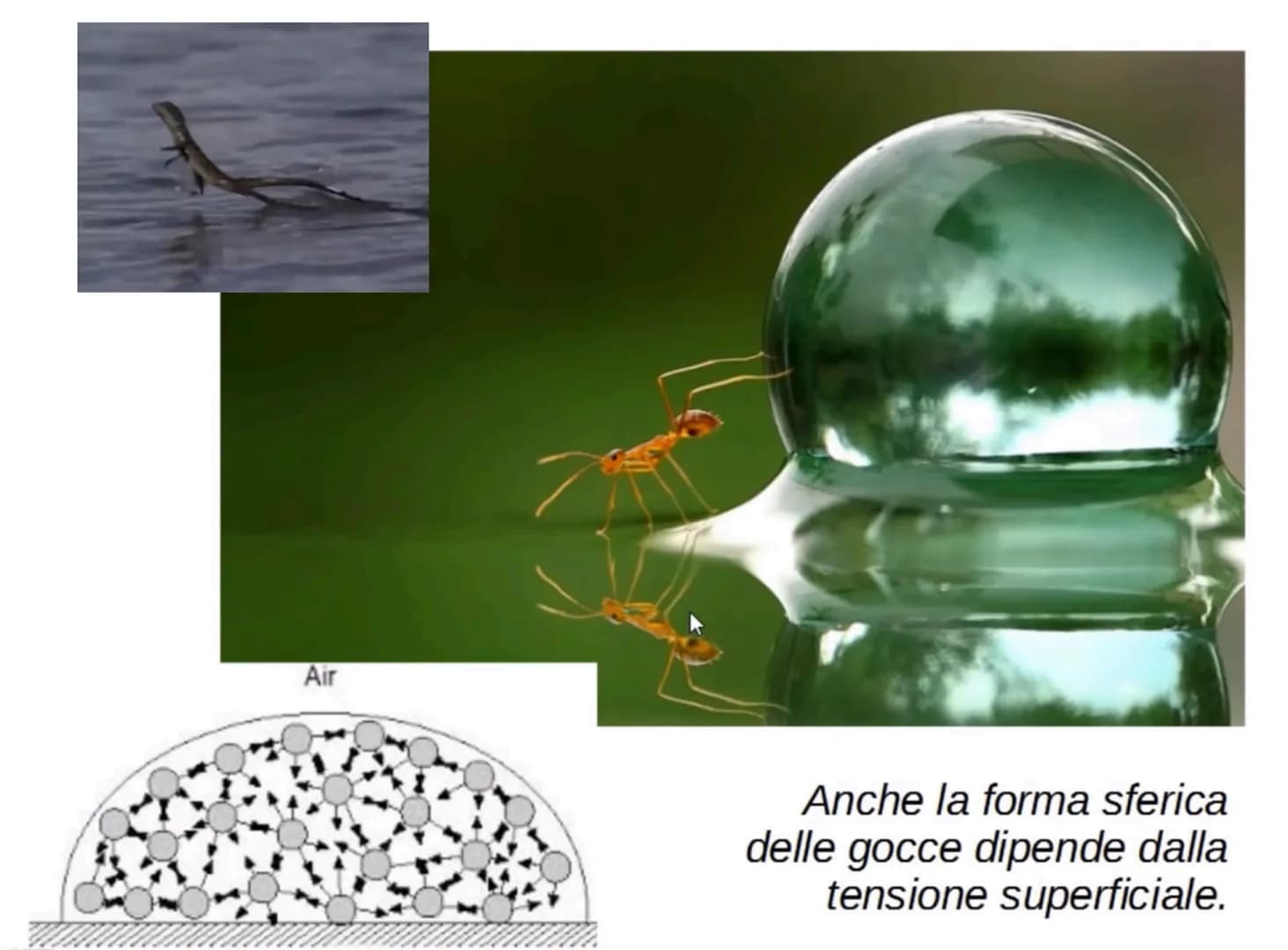 # L'acqua: una molecola polare
Breve introduzione
La formula dell'acqua è H20, Ciò significa che la molecola di acqua è formata
da due atom