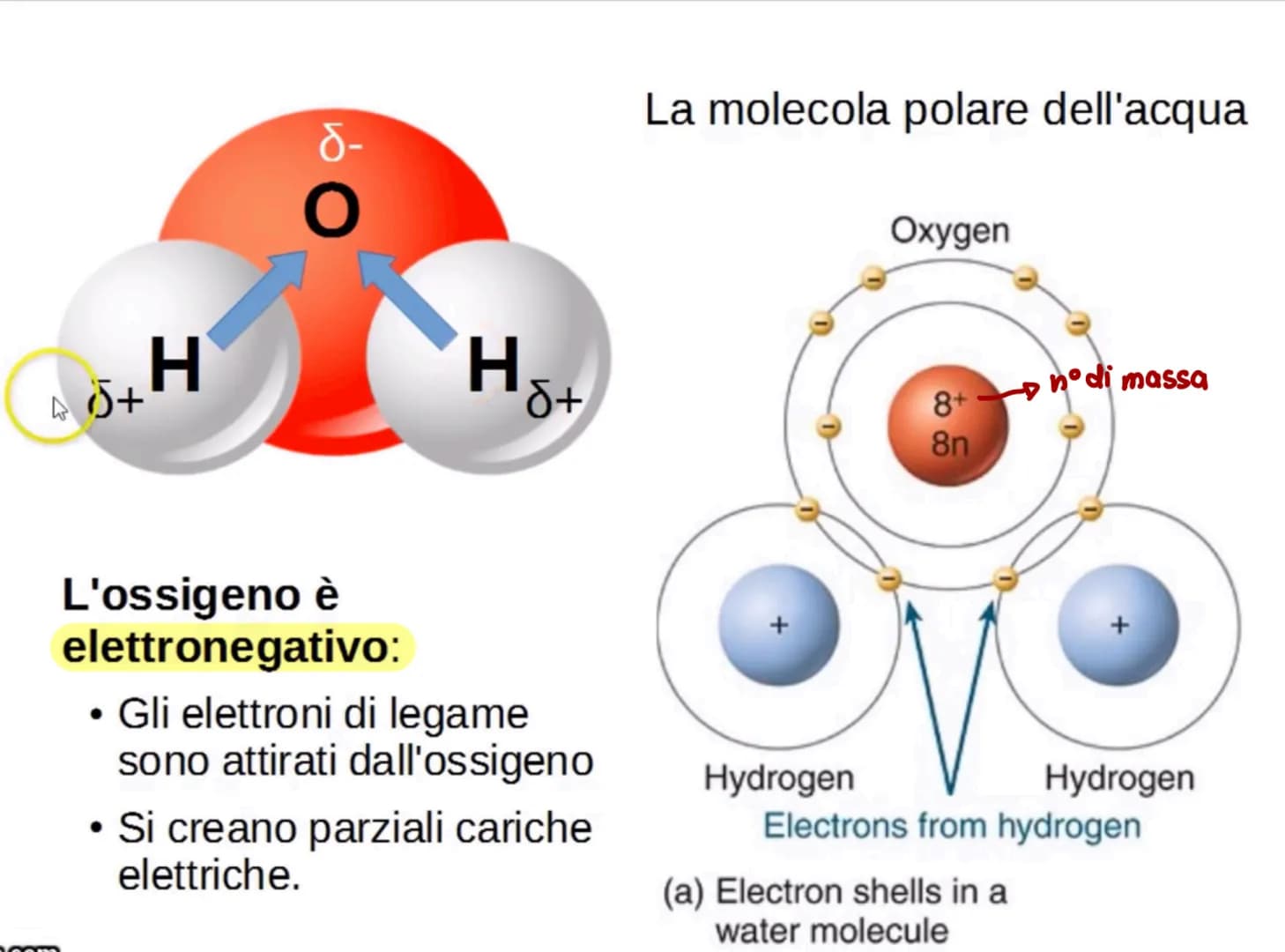 # L'acqua: una molecola polare
Breve introduzione
La formula dell'acqua è H20, Ciò significa che la molecola di acqua è formata
da due atom