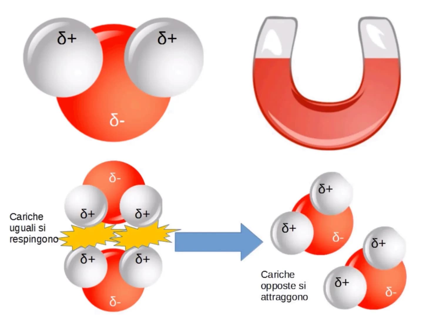 # L'acqua: una molecola polare
Breve introduzione
La formula dell'acqua è H20, Ciò significa che la molecola di acqua è formata
da due atom