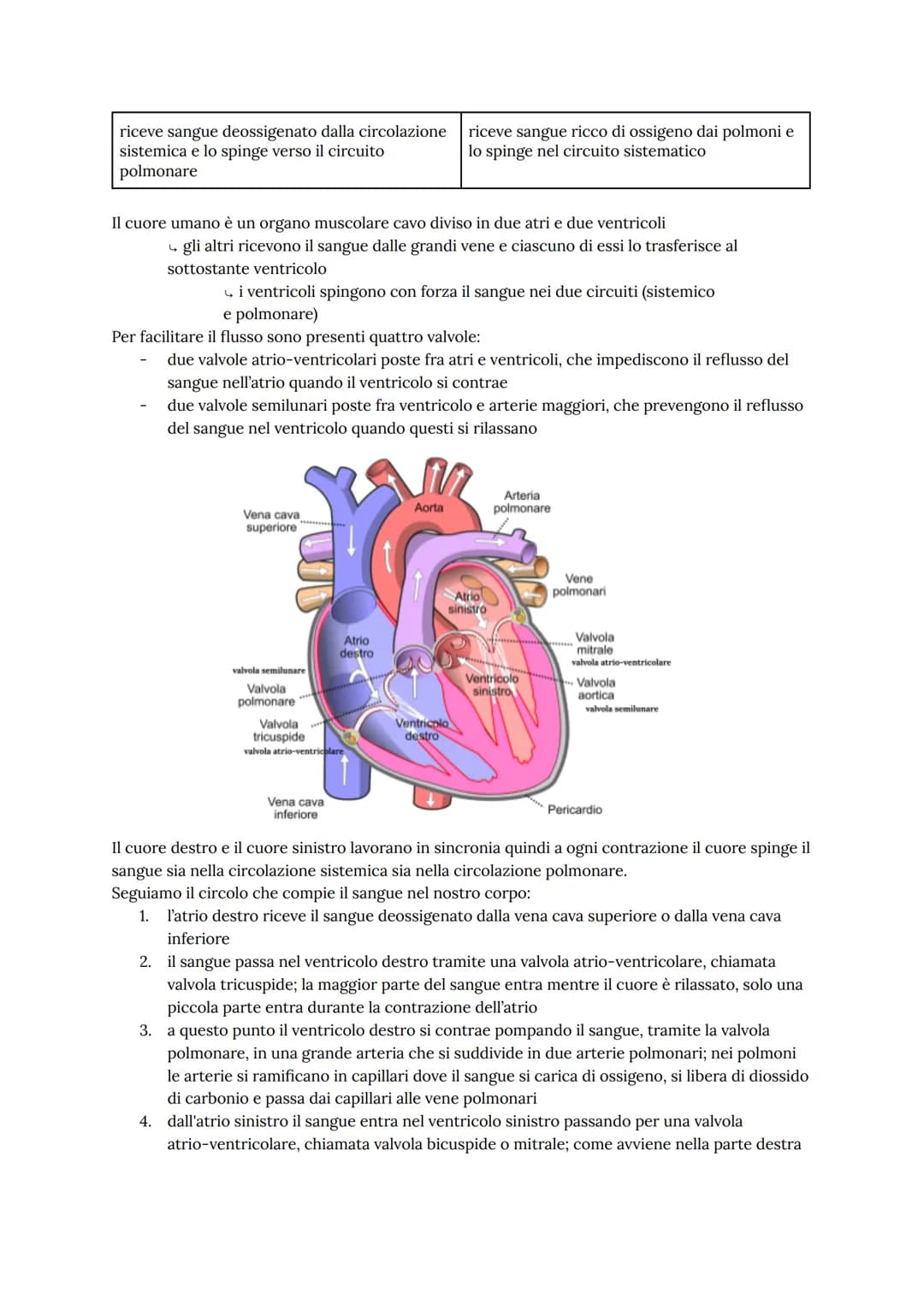 # L'apparato cardiovascolare
L'apparato cardiovascolare trasporta nel sangue tutti i materiali da e verso tutte le regioni
corporee per ass