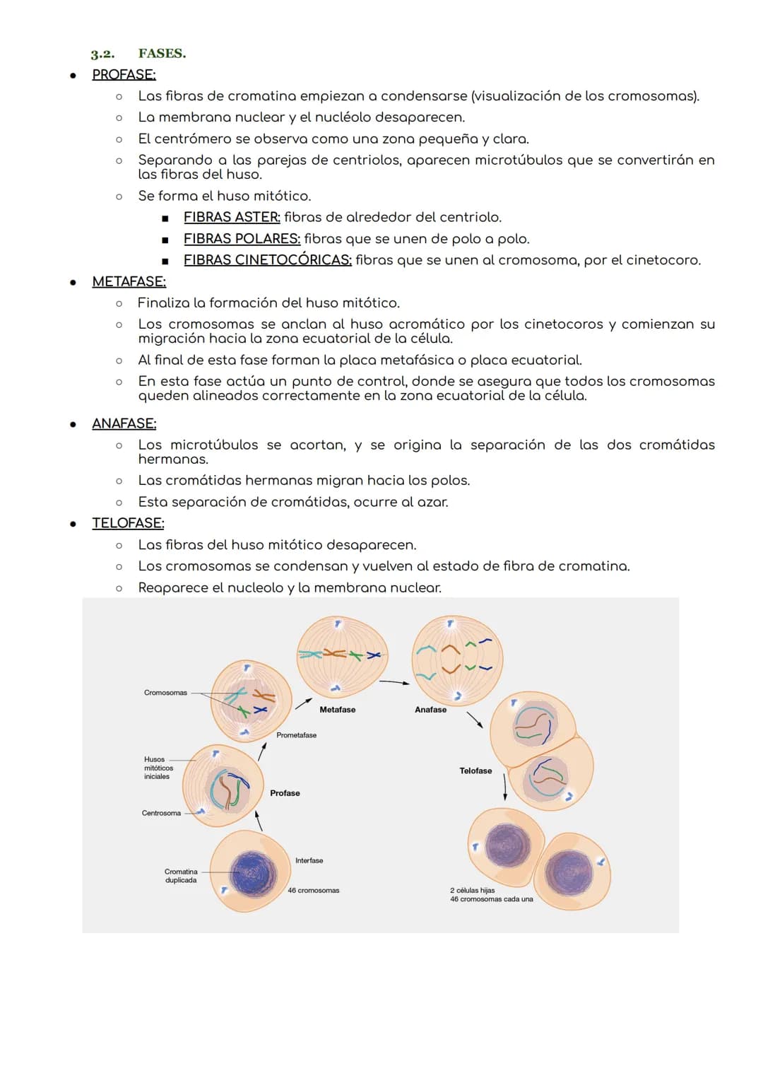 # Ciclo celular.
1. CICLO CELULAR.
periodo que abarca desde la formación de una célula hasta que se divide para dar lugar a nuevas
células.