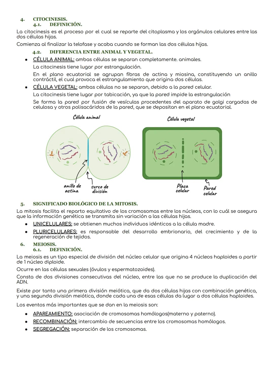 # Ciclo celular.
1. CICLO CELULAR.
periodo que abarca desde la formación de una célula hasta que se divide para dar lugar a nuevas
células.