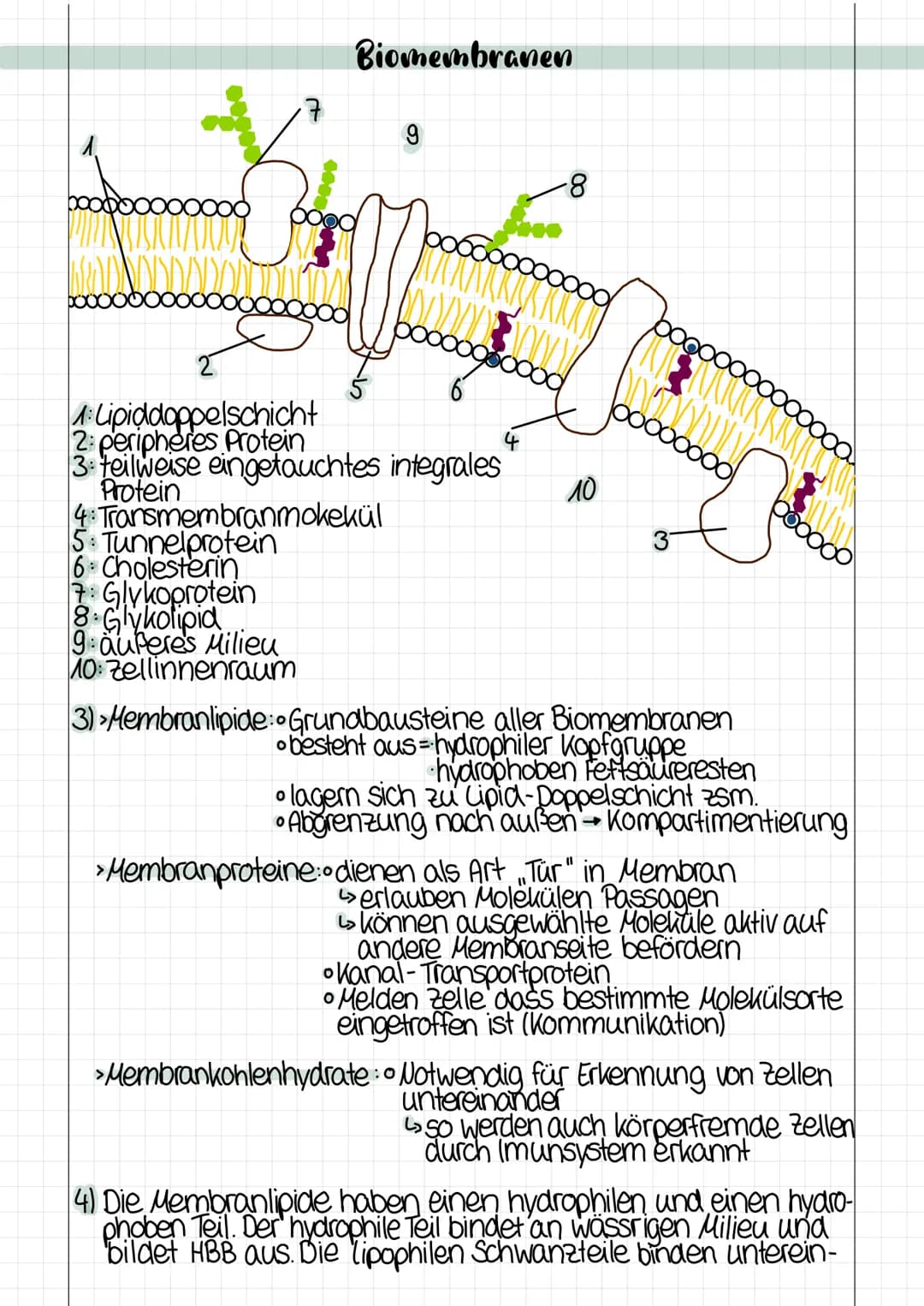 # Biomembranen
10000000
7
9
8
0000
○○○○○○○○○○○○
2
1: Lipiddoppelschicht
2: peripheres Protein
3: teilweise eingetauchtes integrale