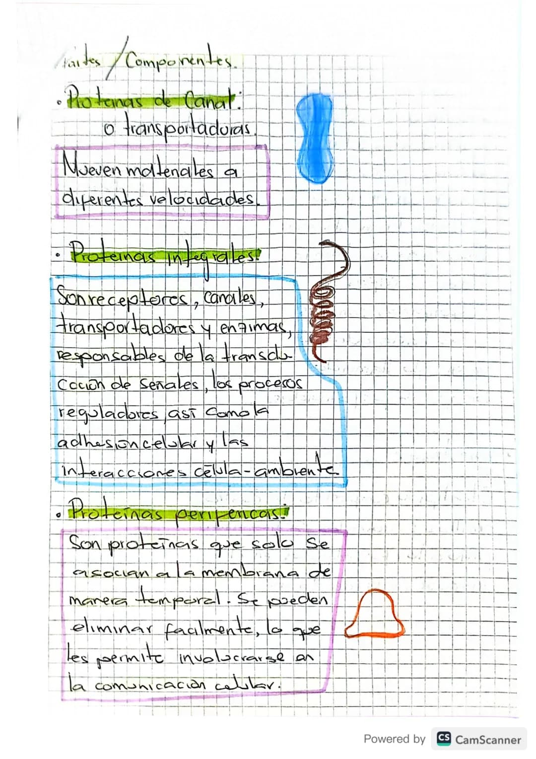 # Membrama Celular,
•Separa a la célula de su entorno.
• Contruir una barrera Con permeabilidad muy
Selectiva, controlando el intercambio
