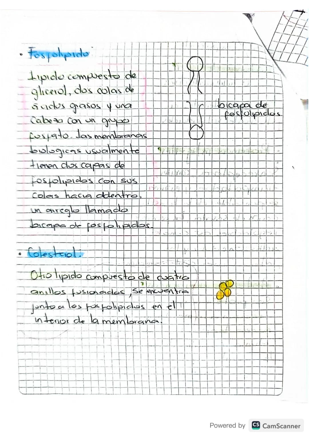# Membrama Celular,
•Separa a la célula de su entorno.
• Contruir una barrera Con permeabilidad muy
Selectiva, controlando el intercambio