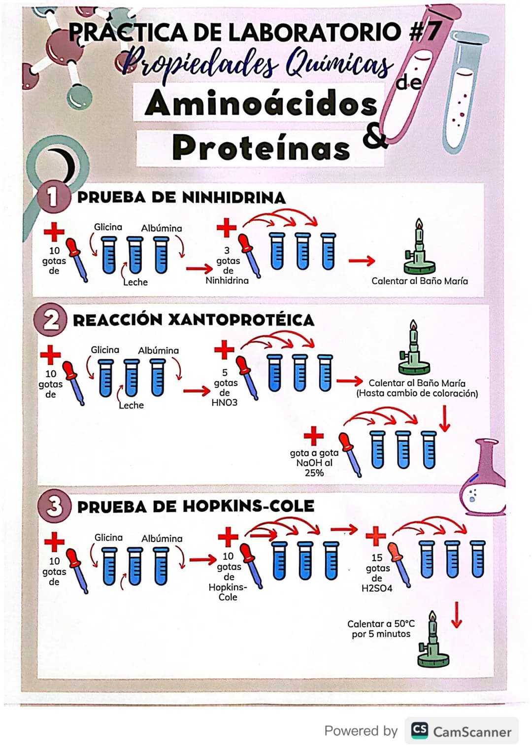 # PRACTICA DE LABORATORIO #7
## Propiedades Quimicas de
# Aminoácidos
# Proteínas
1 PRUEBA DE NINHIDRINA
+
10
gotas
de
Glicina Albúmina
L