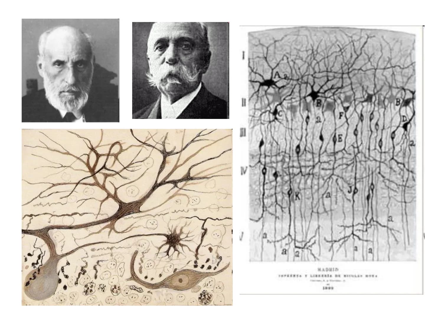 # Tema 2. Part 1
# Aportacions de la neurociència a la psicologia
Curs 22-23
17 Willenskraft 21 Verehrung 22 Wohlwollen 42
16 Selbstvertr