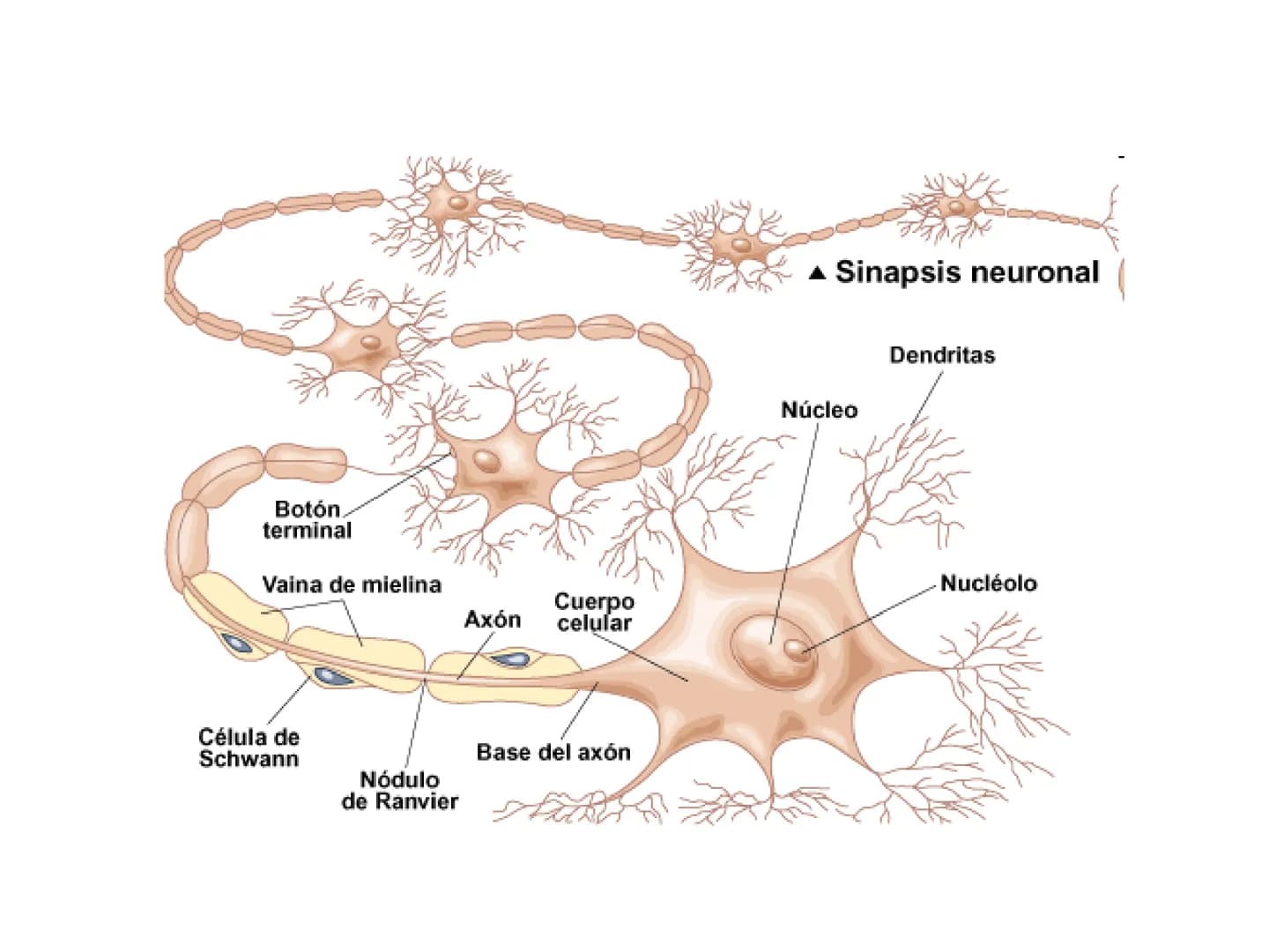 # Tema 2. Part 1
# Aportacions de la neurociència a la psicologia
Curs 22-23
17 Willenskraft 21 Verehrung 22 Wohlwollen 42
16 Selbstvertr