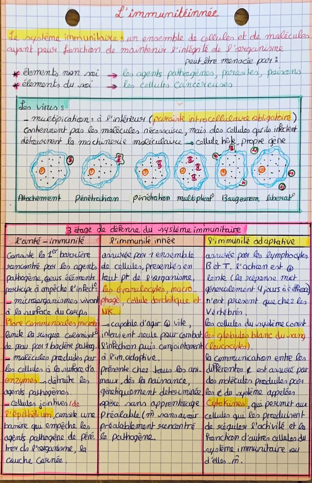 # L'immunitéinnée
Le système immunitaires un ensemble de cellules et de malècules
ayant pour fonction de maintenir s'intégrité de l'organis