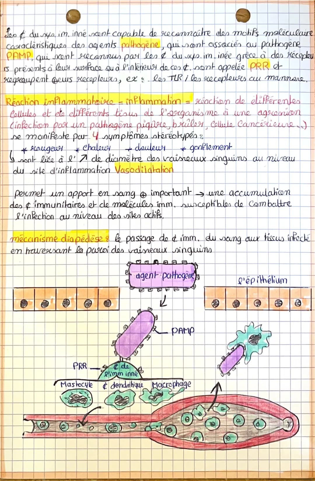 # L'immunitéinnée
Le système immunitaires un ensemble de cellules et de malècules
ayant pour fonction de maintenir s'intégrité de l'organis