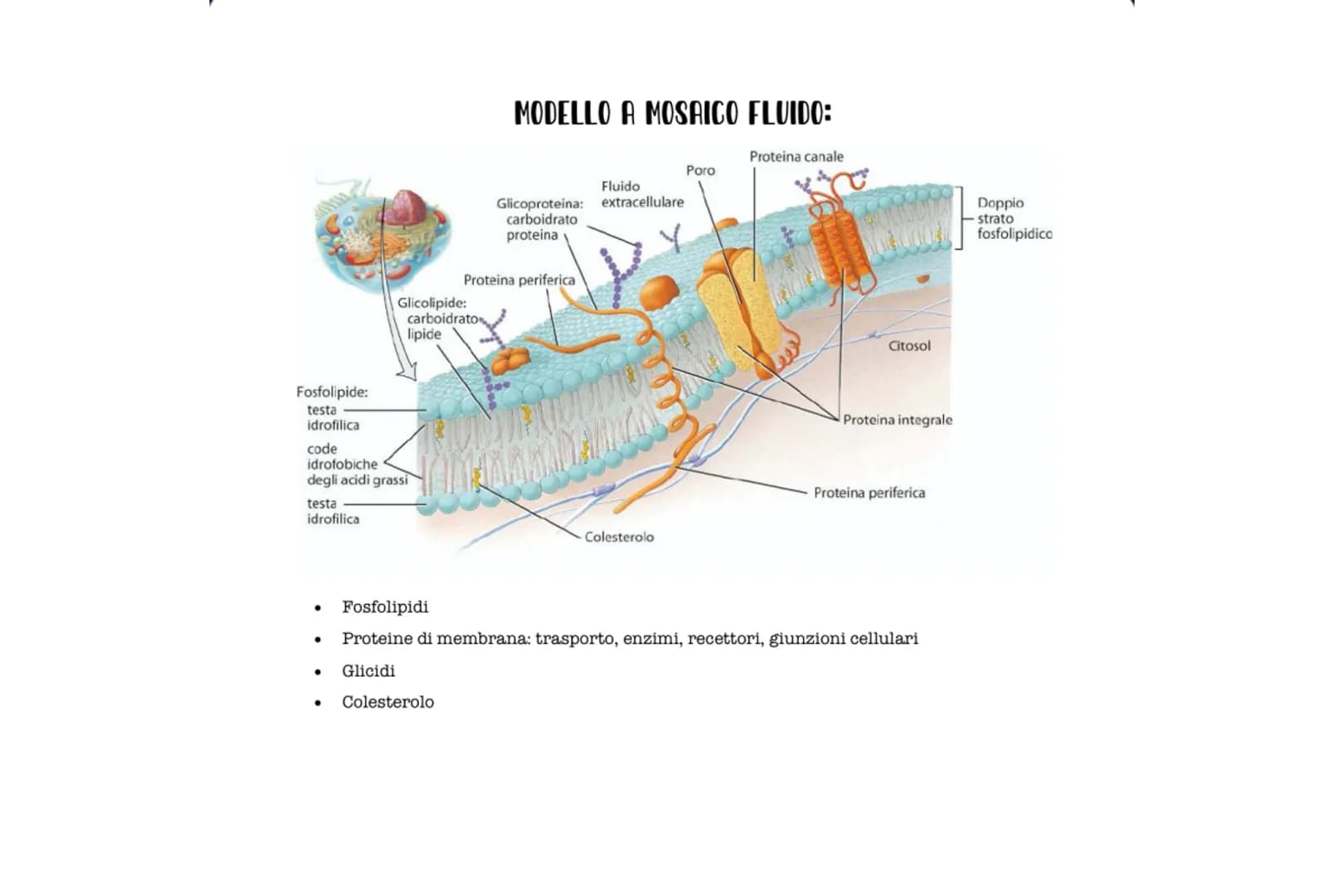 # LA CELLULA
La cellula è l'unità strutturale funzionale e fondamentale del corpo.
# PROCARIOTICA:
-La cellula procariotica ha dimensioni