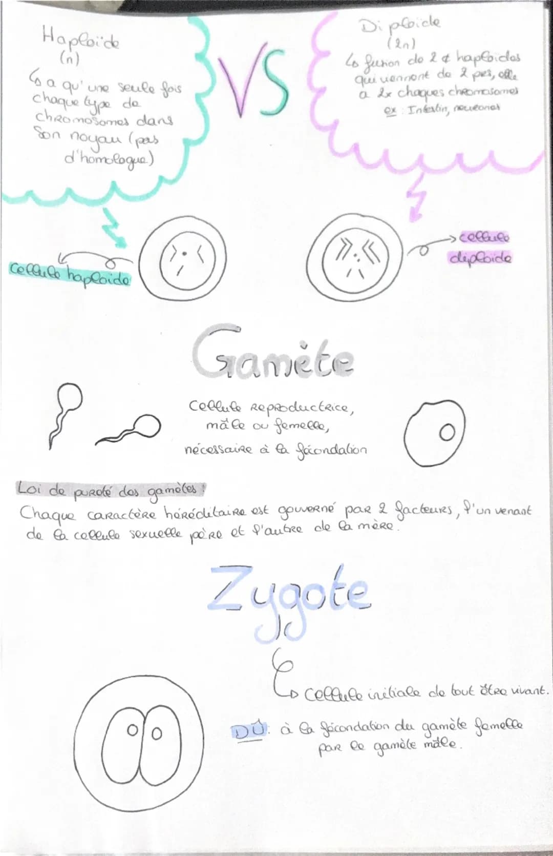 Haploide
(n)
a a qu'une qu seule fois
chaque type de
Chromosomes dans
Son noyau (pas
d'homologue)
VS
Diploide
(2n)
Lo fusion do 2 & hapl