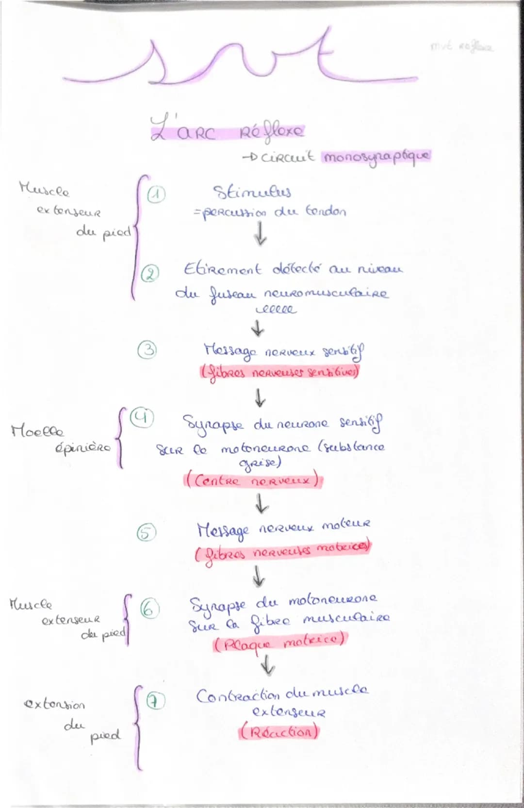 Haploide
(n)
a a qu'une qu seule fois
chaque type de
Chromosomes dans
Son noyau (pas
d'homologue)
VS
Diploide
(2n)
Lo fusion do 2 & hapl