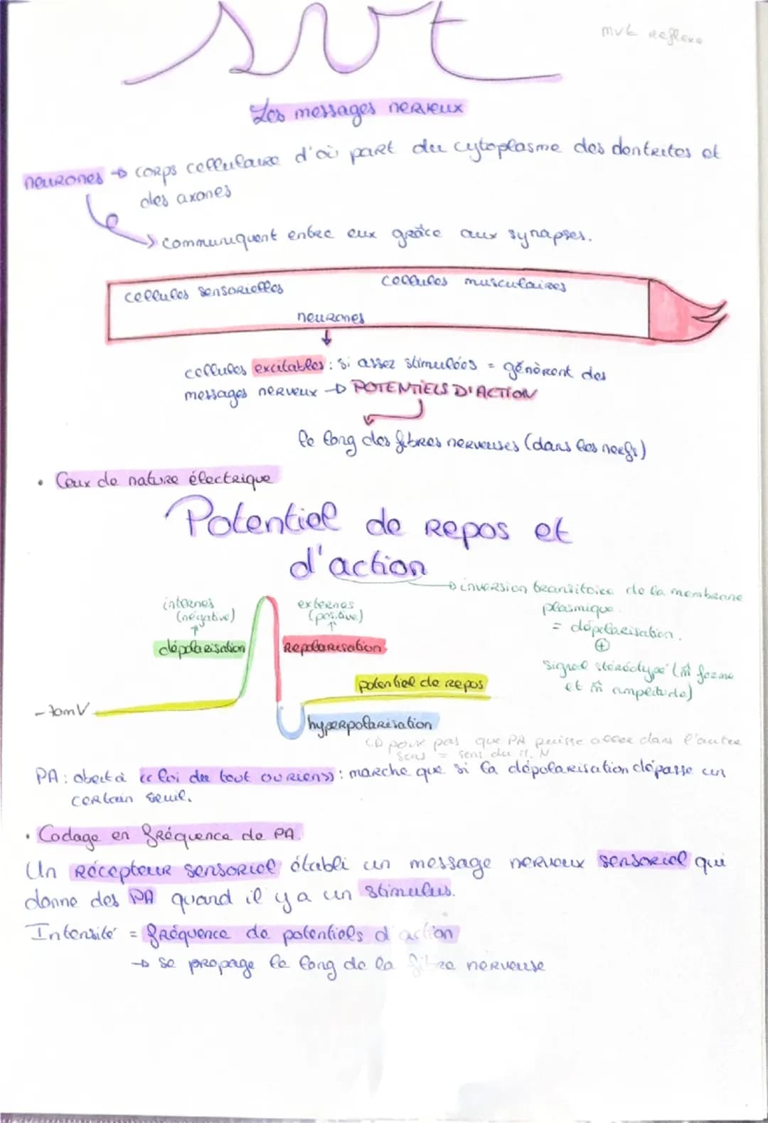 Haploide
(n)
a a qu'une qu seule fois
chaque type de
Chromosomes dans
Son noyau (pas
d'homologue)
VS
Diploide
(2n)
Lo fusion do 2 & hapl