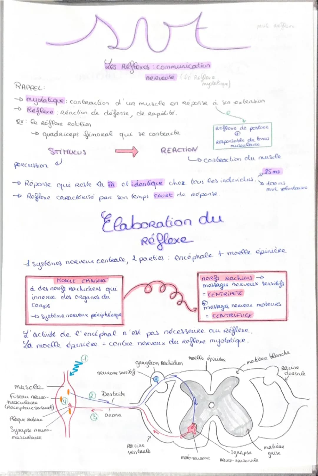 Haploide
(n)
a a qu'une qu seule fois
chaque type de
Chromosomes dans
Son noyau (pas
d'homologue)
VS
Diploide
(2n)
Lo fusion do 2 & hapl