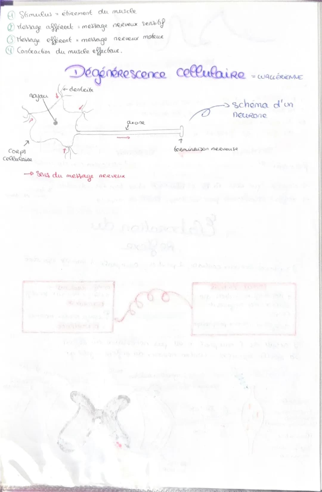 Haploide
(n)
a a qu'une qu seule fois
chaque type de
Chromosomes dans
Son noyau (pas
d'homologue)
VS
Diploide
(2n)
Lo fusion do 2 & hapl