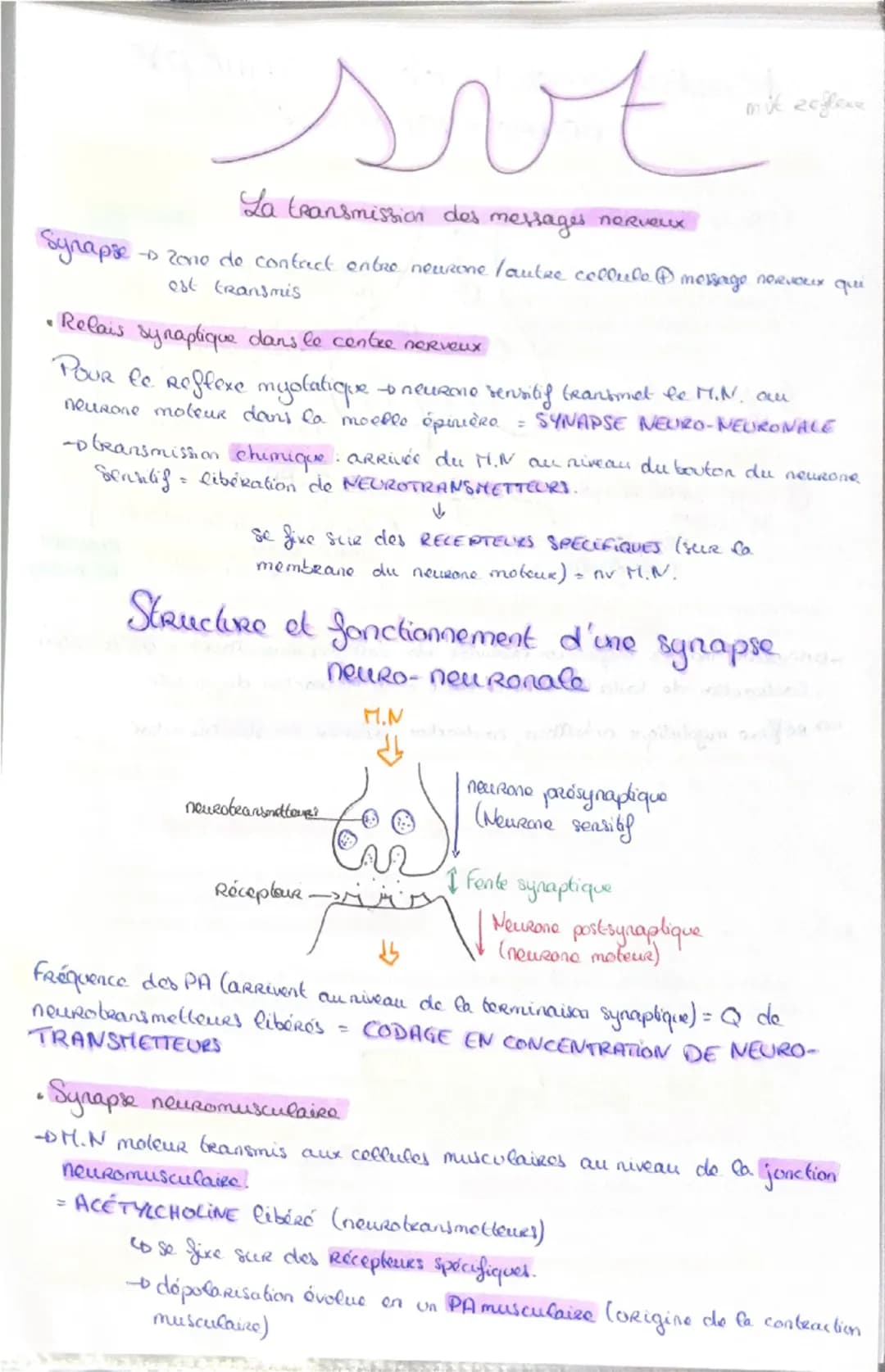Haploide
(n)
a a qu'une qu seule fois
chaque type de
Chromosomes dans
Son noyau (pas
d'homologue)
VS
Diploide
(2n)
Lo fusion do 2 & hapl