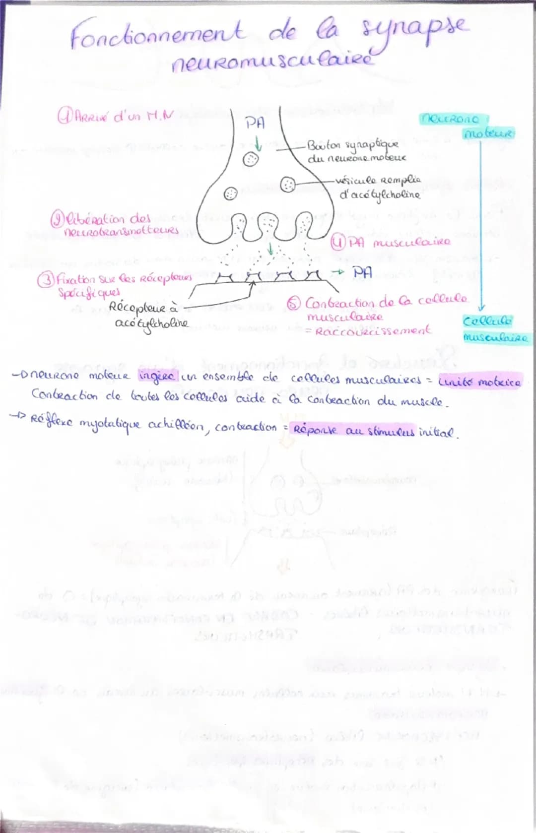 Haploide
(n)
a a qu'une qu seule fois
chaque type de
Chromosomes dans
Son noyau (pas
d'homologue)
VS
Diploide
(2n)
Lo fusion do 2 & hapl