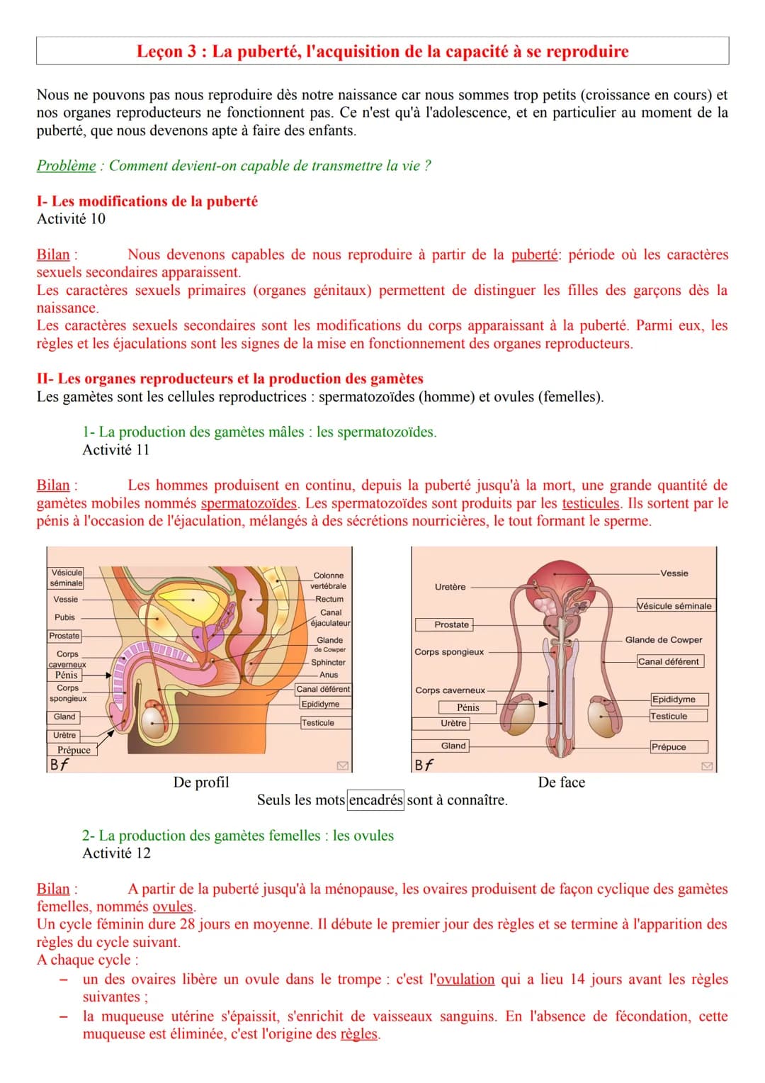 # Leçon 3: La puberté, l'acquisition de la capacité à se reproduire
Nous ne pouvons pas nous reproduire dès notre naissance car nous sommes