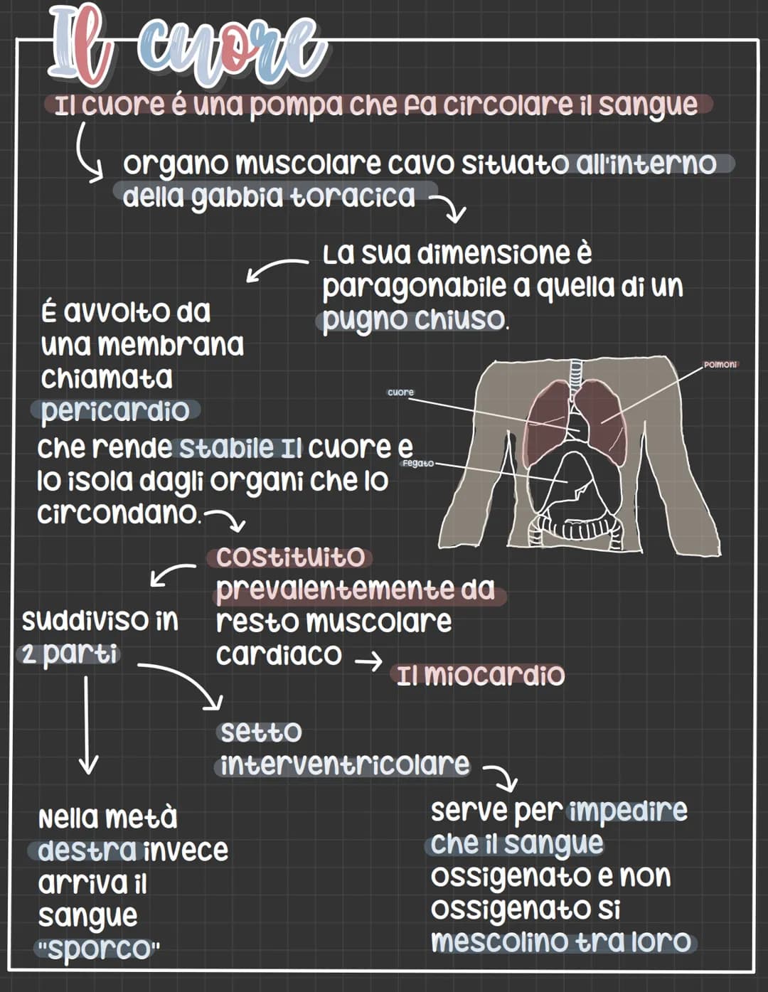 # L'apparato circolatorio
L' apparato circolatorio distribuisce nutrimenti
e ossigeno alle cellule.
Fornisce sia i vasi sanguigni sia le ce