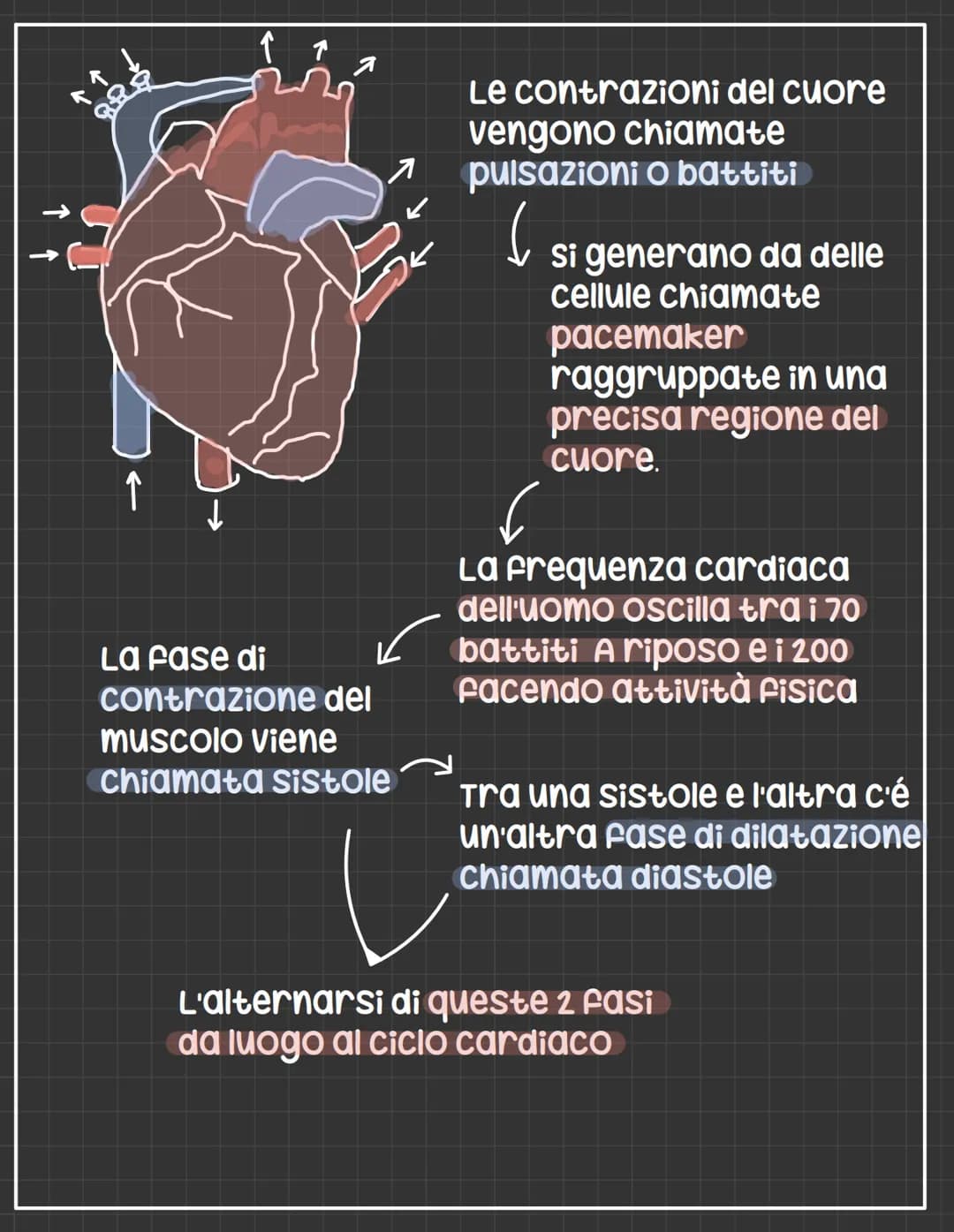# L'apparato circolatorio
L' apparato circolatorio distribuisce nutrimenti
e ossigeno alle cellule.
Fornisce sia i vasi sanguigni sia le ce