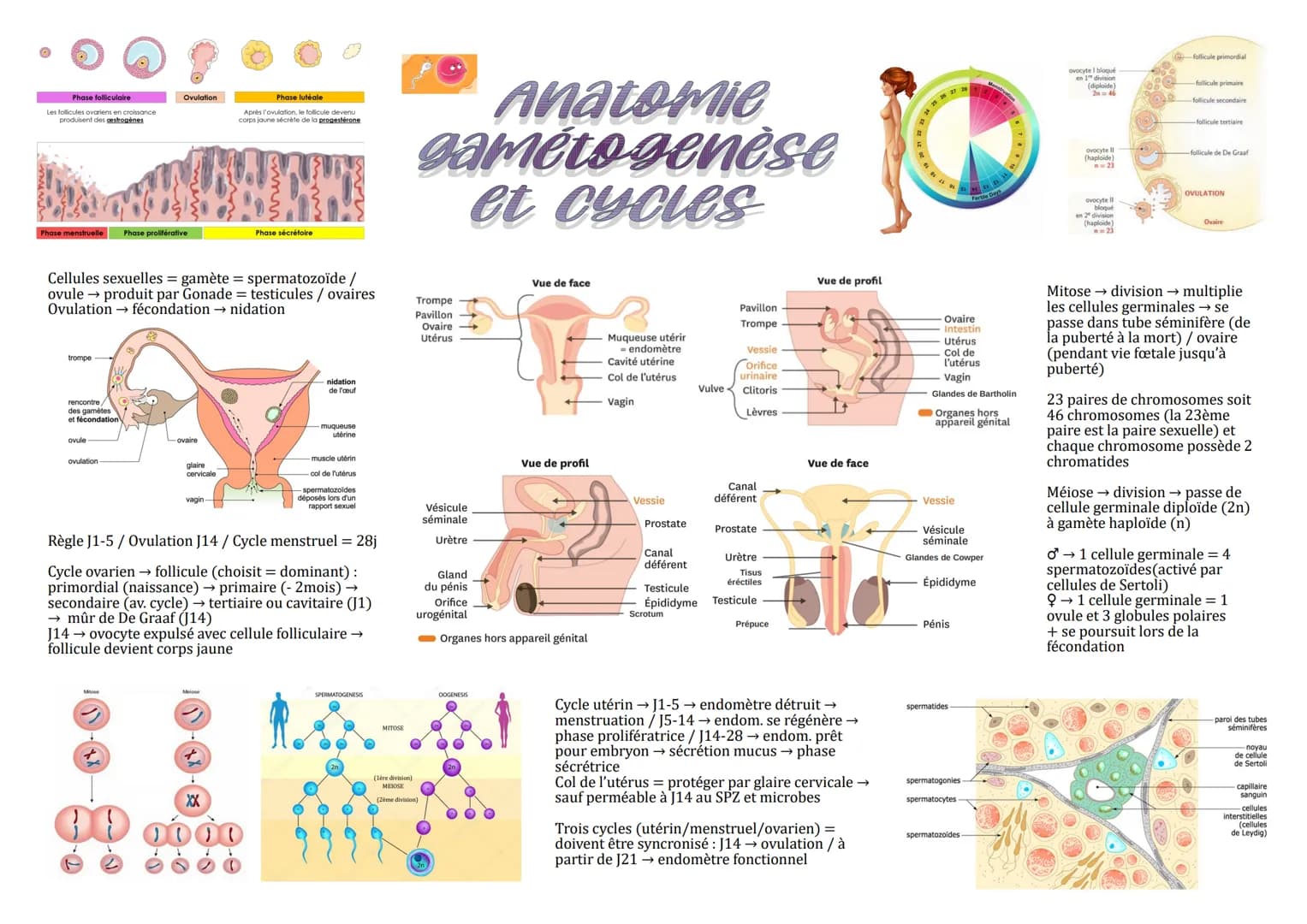 # Phase folliculaire
Les follicules ovariens en croissance.
produisent des gestrogènes
# Ovulation
# Phase lutéale
Après l'ovulation, le f