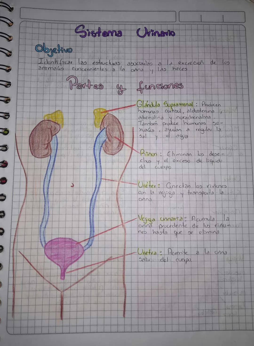 # Sistema Urinario
## Objetivo
Identificar las estructuras aouciadas a la excreción de lus
animales concernientes a la onna y las heces
#