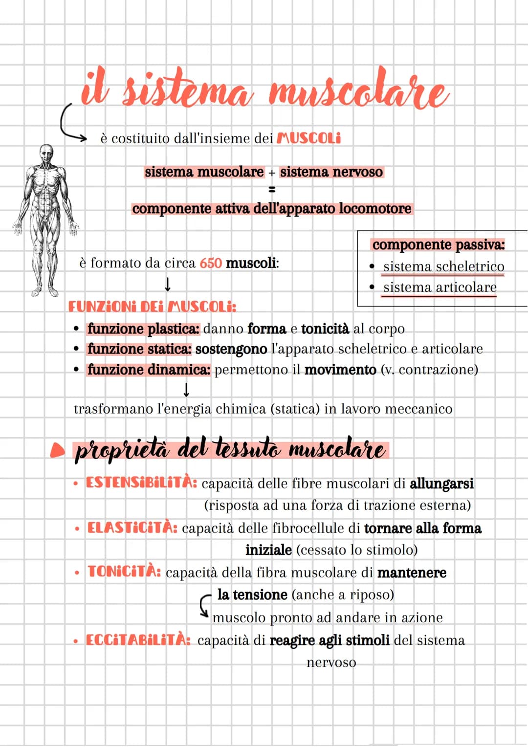# il sistema muscolare
è costituito dall'insieme dei MUSCOLI
sistema muscolare + sistema nervoso
=
componente attiva dell'apparato locomot