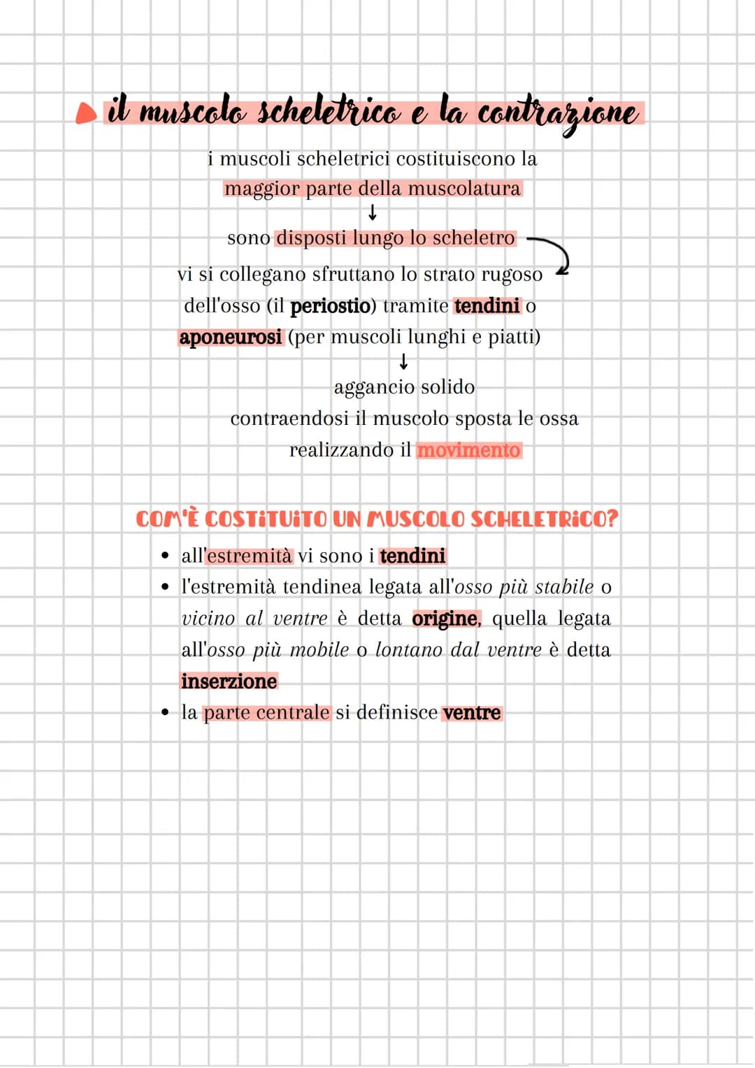 # il sistema muscolare
è costituito dall'insieme dei MUSCOLI
sistema muscolare + sistema nervoso
=
componente attiva dell'apparato locomot