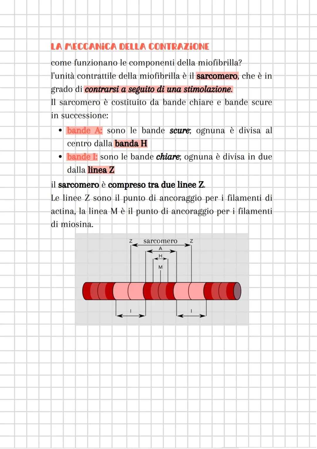 # il sistema muscolare
è costituito dall'insieme dei MUSCOLI
sistema muscolare + sistema nervoso
=
componente attiva dell'apparato locomot