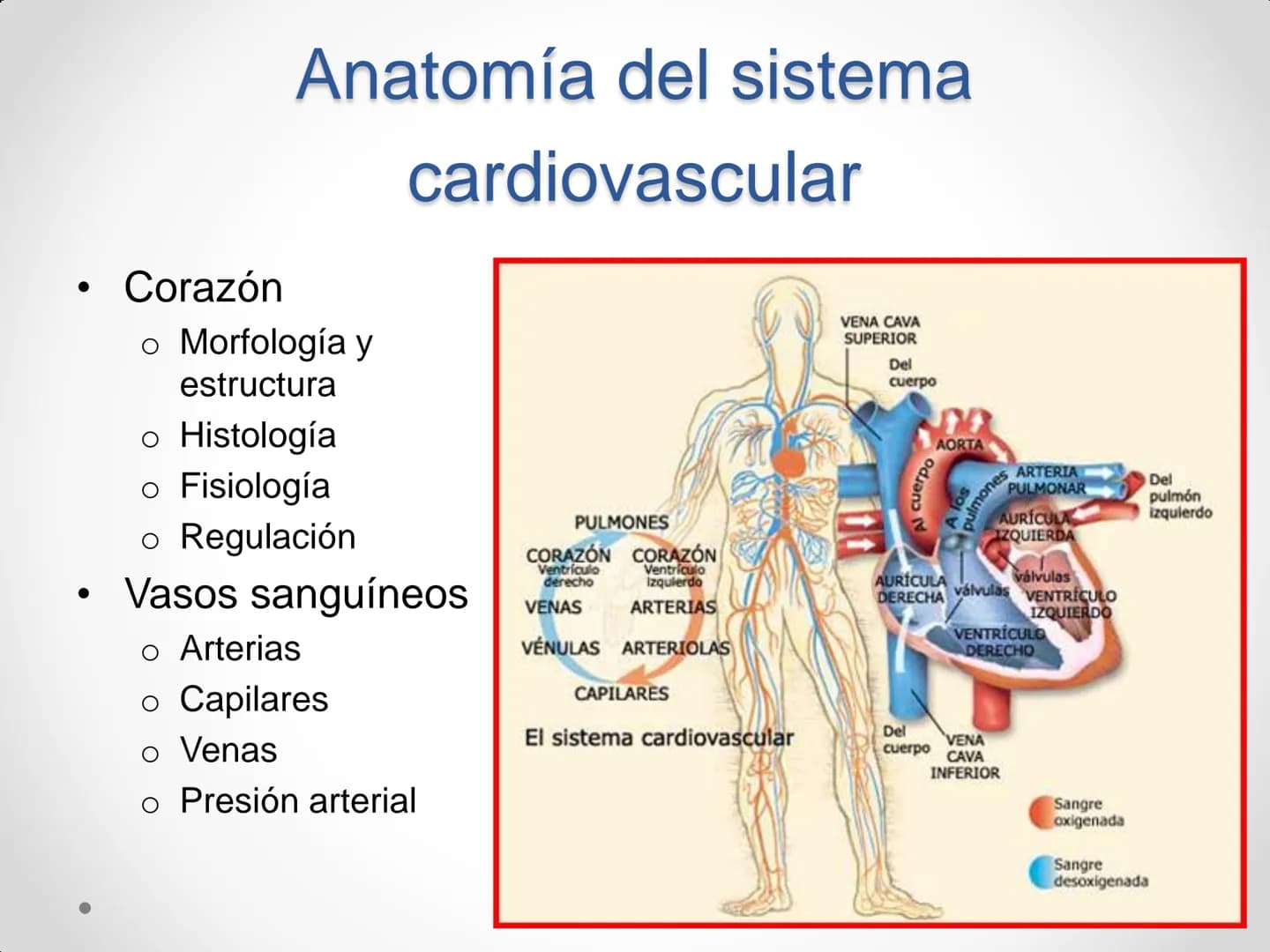 # Anatomía y
fisiología del
Sistema
Circulatorio # El aparato circulatorio
* Se encarga del transporte de sustancias
por todo el organism