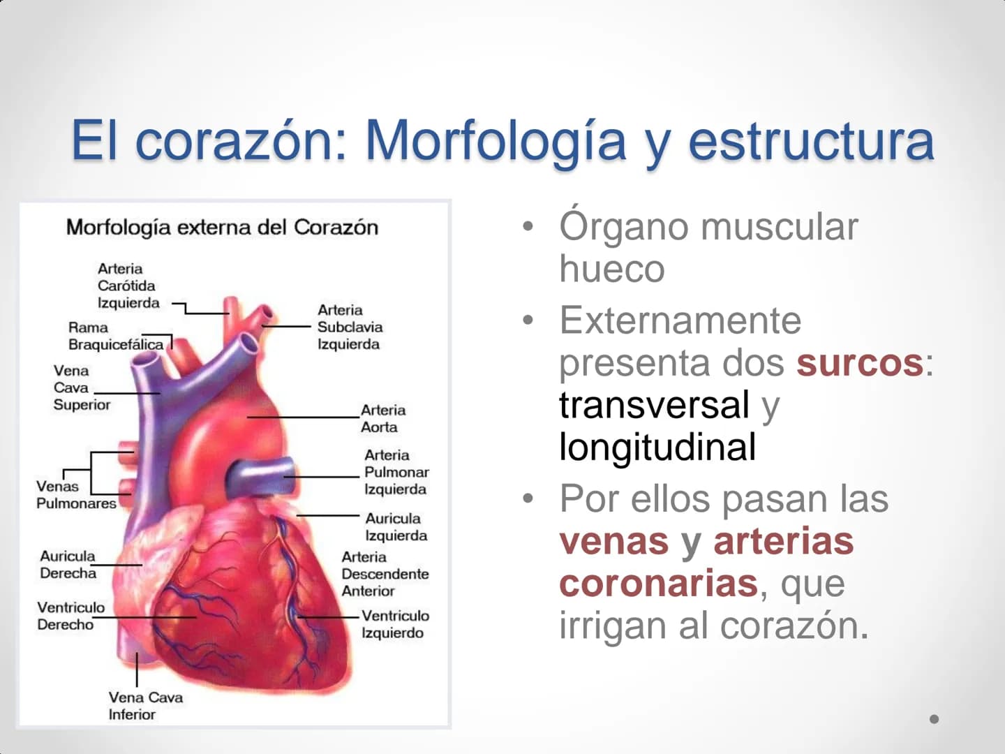 # Anatomía y
fisiología del
Sistema
Circulatorio # El aparato circulatorio
* Se encarga del transporte de sustancias
por todo el organism