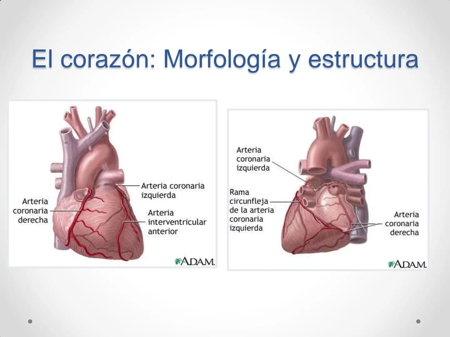 # Anatomía y
fisiología del
Sistema
Circulatorio # El aparato circulatorio
* Se encarga del transporte de sustancias
por todo el organism