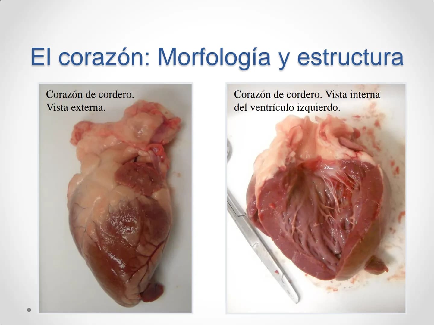 # Anatomía y
fisiología del
Sistema
Circulatorio # El aparato circulatorio
* Se encarga del transporte de sustancias
por todo el organism