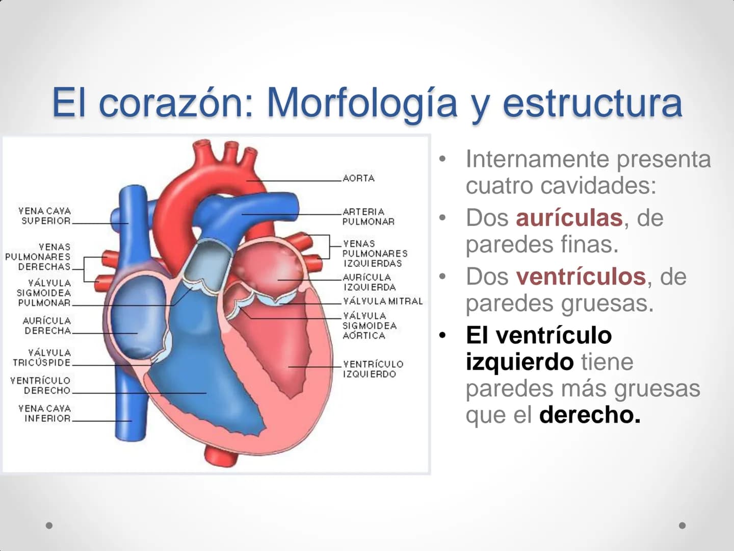 # Anatomía y
fisiología del
Sistema
Circulatorio # El aparato circulatorio
* Se encarga del transporte de sustancias
por todo el organism